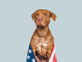 Lovable, pretty dog and American Flag. Closeup, indoors. Studio photo. Congratulations for family, loved ones, relatives, friends and colleagues. Pets care concept