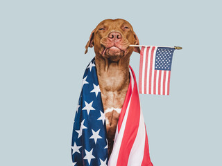 Lovable, pretty dog and American Flag. Closeup, indoors. Studio photo. Congratulations for family,...