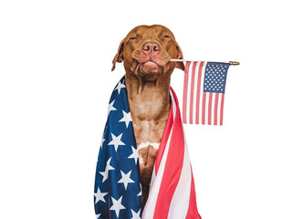 Lovable, pretty dog and American Flag. Closeup, indoors. Studio photo. Congratulations for family,...
