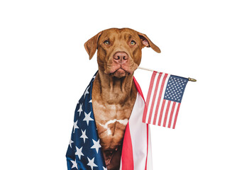 Lovable, pretty dog and American Flag. Closeup, indoors. Studio photo. Congratulations for family,...
