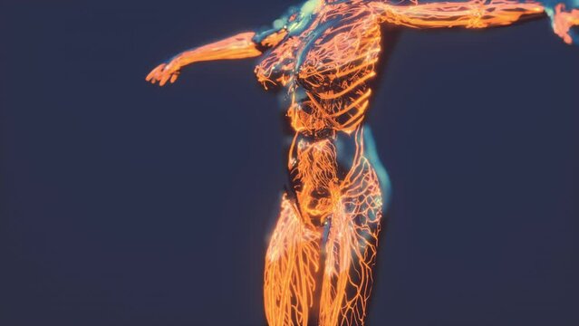 Analysis of Human Anatomy Scan showing blood circulation