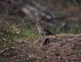 Song thrush on ground