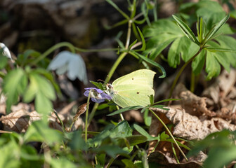 butterfly on a plant