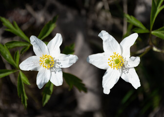 white spring flowers