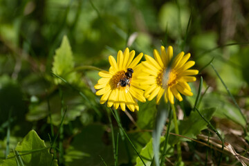 bee on flower