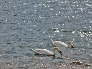 Fototapeta premium family of swans