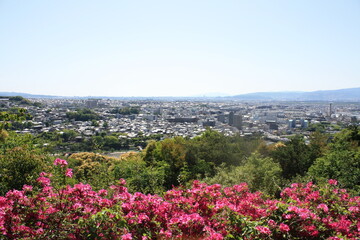 Fototapeta premium 宇治の大吉山（仏徳山）展望台からツツジ（４月下旬）