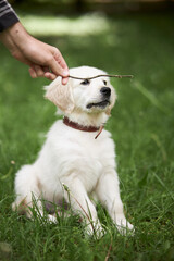 Portrait of a playful puppy of a purebred golden retriever dog. Retriever puppy sits in the grass. 