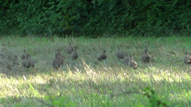 Group of partridges