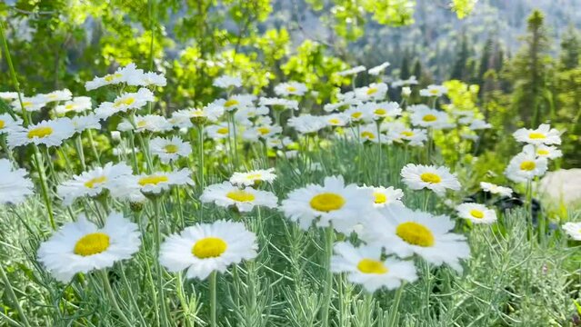 The tea is drinkable and types of may daisies that grow in high mountains