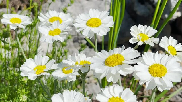 The tea is drinkable and types of may daisies that grow in high mountains