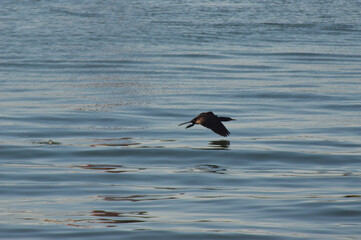 
seabird flying over the pacific ocean