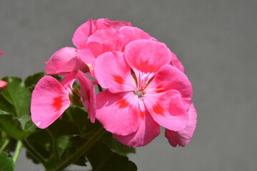 kwiaty pelergonii różowe