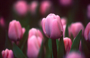 Eingescanntes Farbdia von rosa Tulpenblüten im Halbdunkel mit starkem Filmkorn, selektiver...