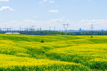 A yellow rapeseed field with growing seedlings and electric power lines with wires and metal towers. Rural agro landscape background