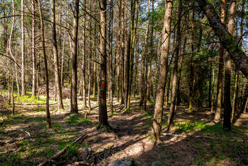 A path through the trees on slopes of Lifjel, Sandnes, Norway, May 2018