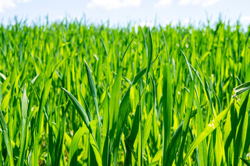 Beautiful green landscape with seedlings and grass growing up under a blue sky