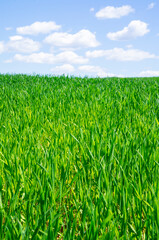 Beautiful green landscape with seedlings and grass growing up under a blue sky