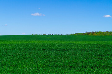 Beautiful green landscape with seedlings and grass growing up under a blue sky