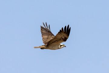 Osprey (Pandion haliaetus) aka sea hawk, fish eagle or fish hawk, is a fish-eating bird of prey flying in the blue sky.	
