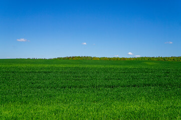 Beautiful green landscape with seedlings and grass growing up under a blue sky