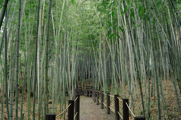 Bamboo forest road at Halla Arboretum in Jeju Island, Korea