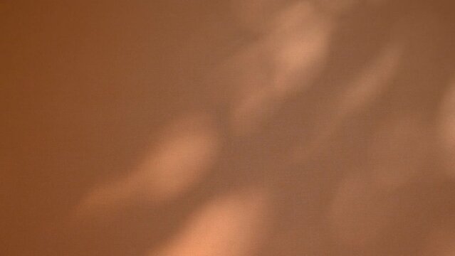 shadow of tree leaf branch in the wind on brown card