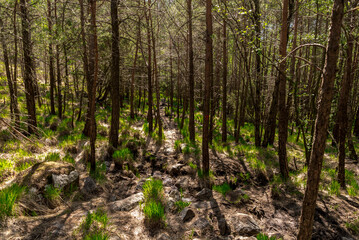 A path through the scenic forest on slopes of Lifjel, Sandnes, Norway, May 2018