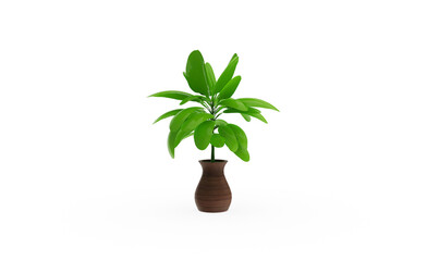 Chinese Evergreen plant without shadow 3d render