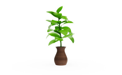 Fiddle Leaf plant without shadow 3d render