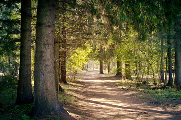 beautiful wide touristic forest path on a sunny day