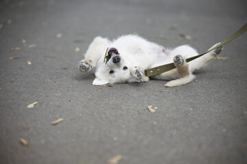Portrait of a playful puppy of a purebred golden retriever dog. 