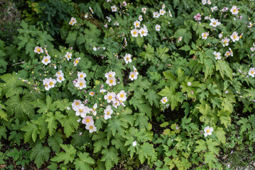 a group of pale pink japanese anemones