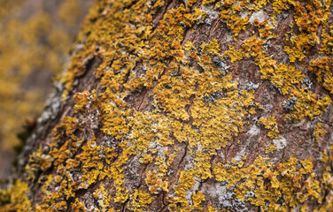 colourful lichens on the bark of a tree