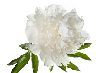 Beautiful delicate peony flower isolated on white background.