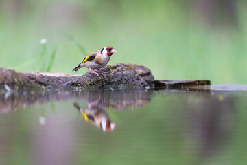 The European goldfinch or simply the goldfinch (Carduelis carduelis)