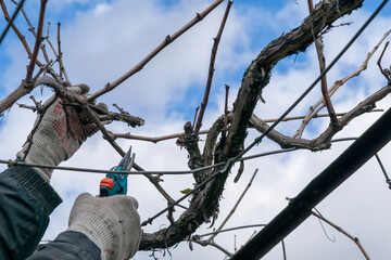 pruning a grape bush, branch, Pruning the vine of grapes. kitchen-garden, Forming a grape bush