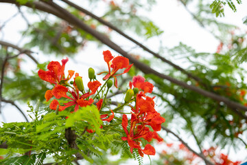 beauty blooming phoenix flower horizontal composition