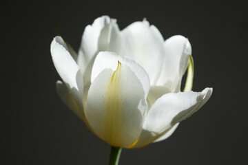 Delicate tulip flower isolated on black background.