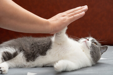 man giving a high five to a cute british shorthair cat