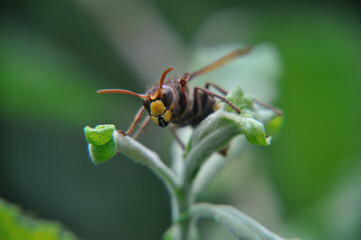 Vespa crabro