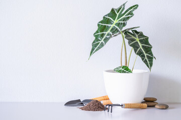 Alocasia sanderiana Bull or Alocasia Plant  on white ceramic pots with planters, peat, soil,stones, on the tabletop and white wall background.