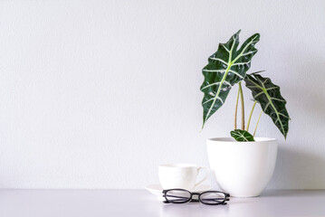 Eyeglasses and white coffee cup and  Alocasia sanderiana Bull or Alocasia Plant on the table and white wall background