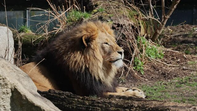 The lion, Panthera leo is one of the four big cats in the genus Panthera and a member of the family Felidae.