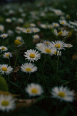 Obraz premium daisies in the garden