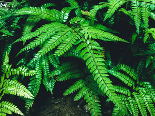 Fototapeta na wymiar Green fern in a garden. Cyrtomium fortunei