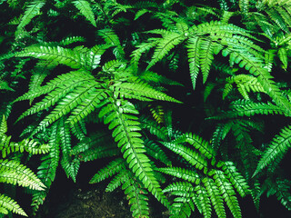 Fototapeta na wymiar Green fern in a garden. Cyrtomium fortunei