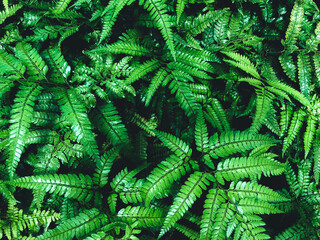 Green fern in a garden. Cyrtomium fortunei © Oleg
