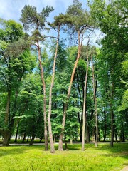 Fototapeta premium trees in the park