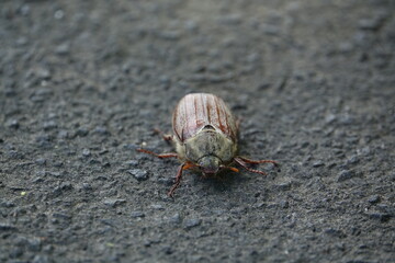 cockchafer beetle (Melolontha melolontha)